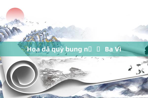 Hoa dã quỳ bung nở ở Ba Vì